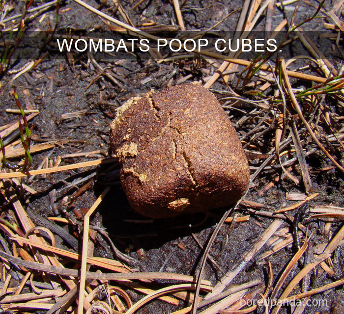 Close-up of a cube-shaped wombat p**p on earthy ground, illustrating one of the amazing facts that change the way you see the world.