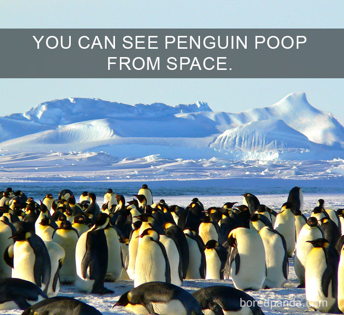 Penguins gathered on icy land with large glacier in background, illustrating amazing facts about the world’s wildlife.