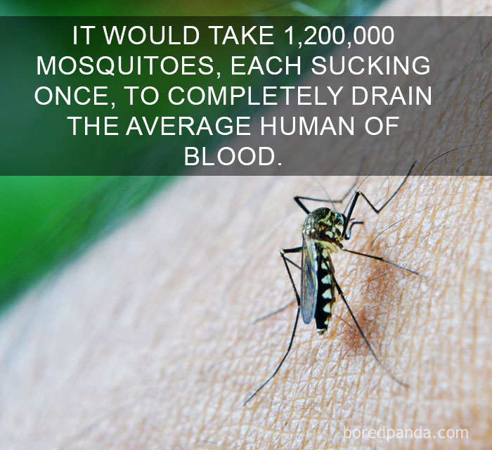 Close-up of a mosquito feeding on skin with an amazing fact about mosquitoes and human blood.