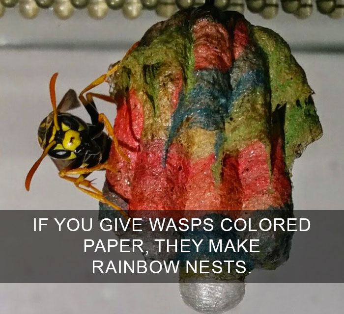 A close-up of a wasp building a colorful rainbow nest showing amazing facts about nature and the world.