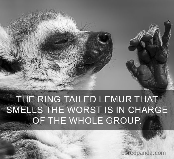Close-up of a ring-tailed lemur with eyes closed and raised paw, illustrating amazing facts about the world’s wildlife.