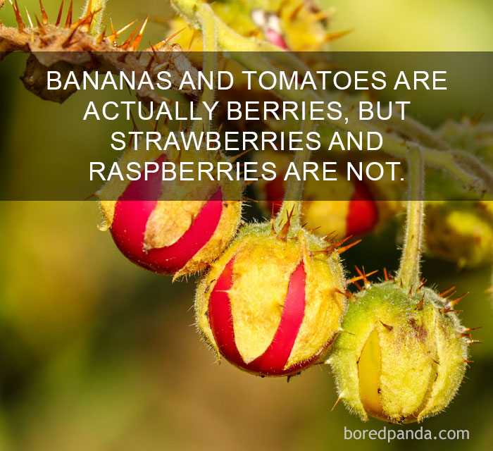 Close-up of fruit on a plant illustrating amazing facts about berries that change the way you see the world.