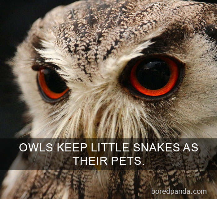 Close-up of an owl’s intense eyes illustrating amazing facts that will change the way you see the world.