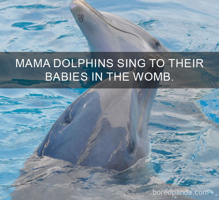 Dolphin in water with fact about mama dolphins singing to their babies as an amazing fact about the world.