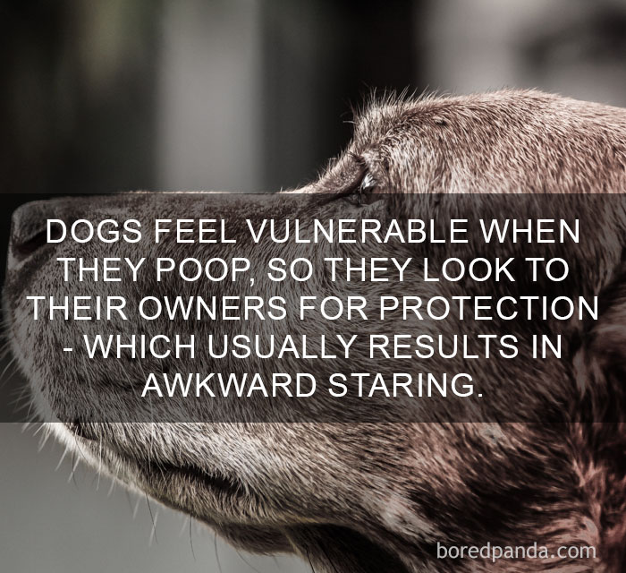Close-up of a dog’s face illustrating an amazing fact about dogs feeling vulnerable, highlighting amazing facts about the world.