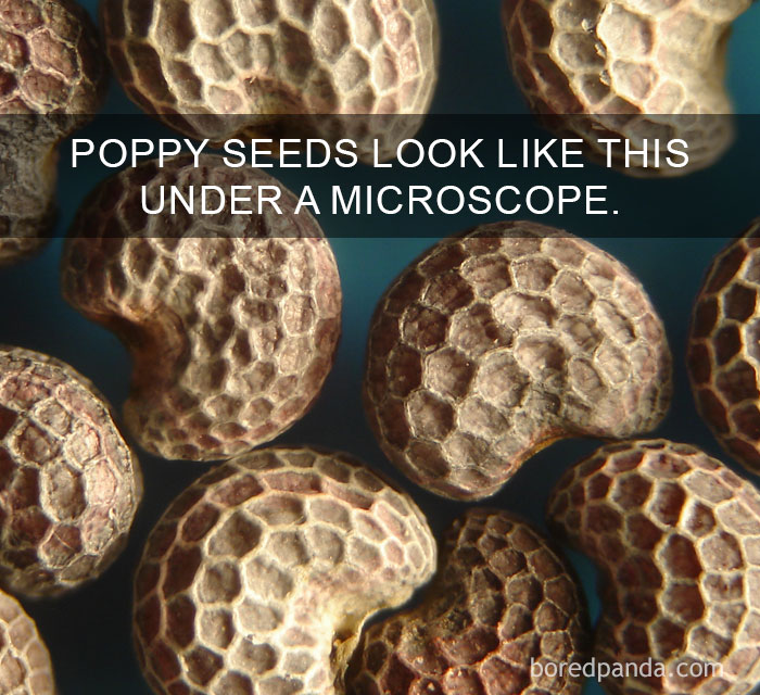 Close-up view of poppy seeds under a microscope revealing amazing facts about their intricate texture and structure.