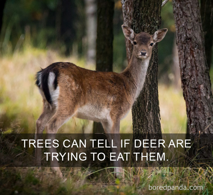 A young deer standing near trees in a forest illustrating amazing facts about nature and wildlife interactions.