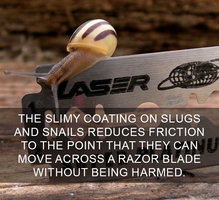 A snail moving safely across a razor blade demonstrating amazing facts about friction and nature’s slimy coating.