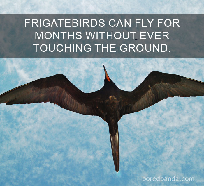 Frigatebird soaring high with wings spread wide, showcasing amazing facts about flight in the natural world.