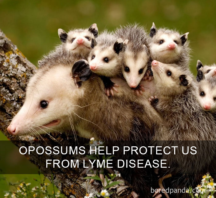 Opossums with babies on their back showcasing amazing facts about nature that change the way you see the world.