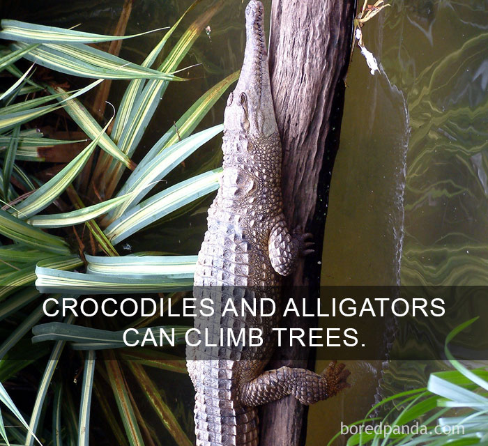 Crocodile climbing a tree near water, illustrating amazing facts about wildlife and nature around the world.