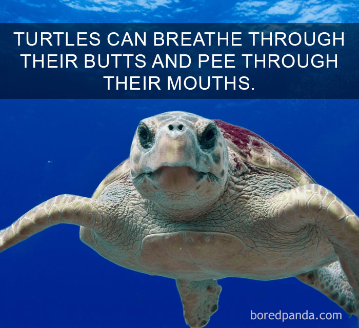 Close-up of a swimming turtle illustrating amazing facts that will change the way you see the world about animal biology.