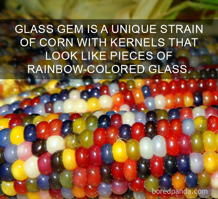 Close-up of glass gem corn with rainbow-colored kernels, showcasing amazing facts about unique natural phenomena.
