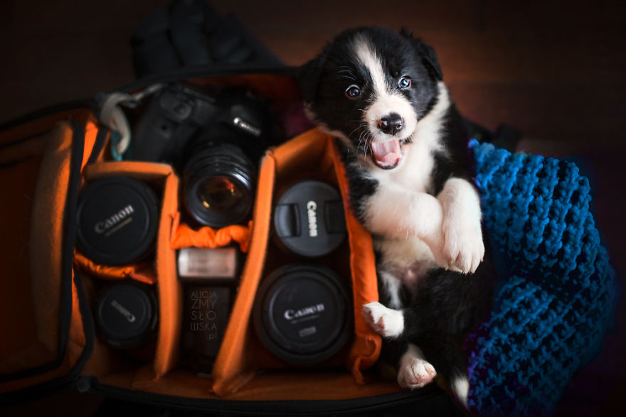 Puppies Decided To Sleep And Have Fun In My Camera Bag