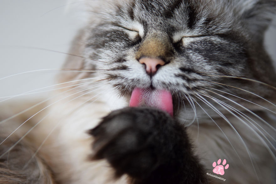 Meet June, My Cat Who Was Born To Be A Meowdel