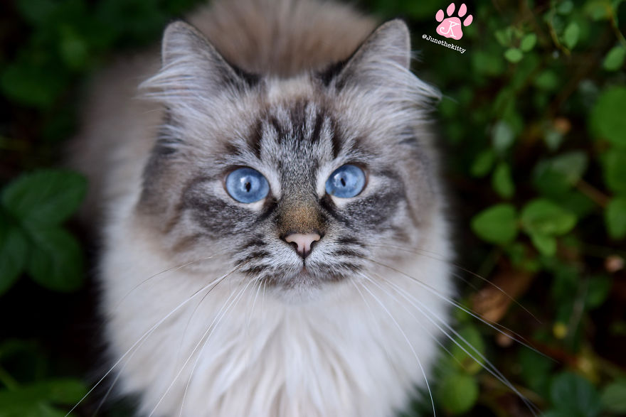 Meet June, My Cat Who Was Born To Be A Meowdel