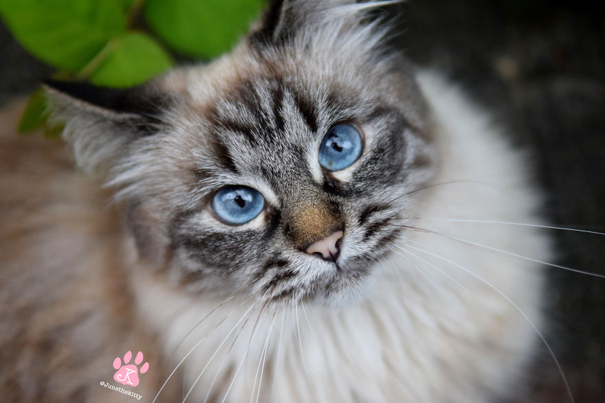 Meet June, My Cat Who Was Born To Be A Meowdel