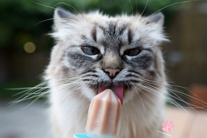 Meet June, My Cat Who Was Born To Be A Meowdel