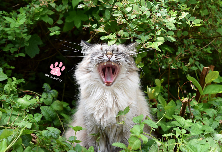 Meet June, My Cat Who Was Born To Be A Meowdel