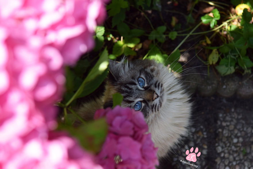 Meet June, My Cat Who Was Born To Be A Meowdel Meet June, My Cat Who Was Born To Be A Meowdel