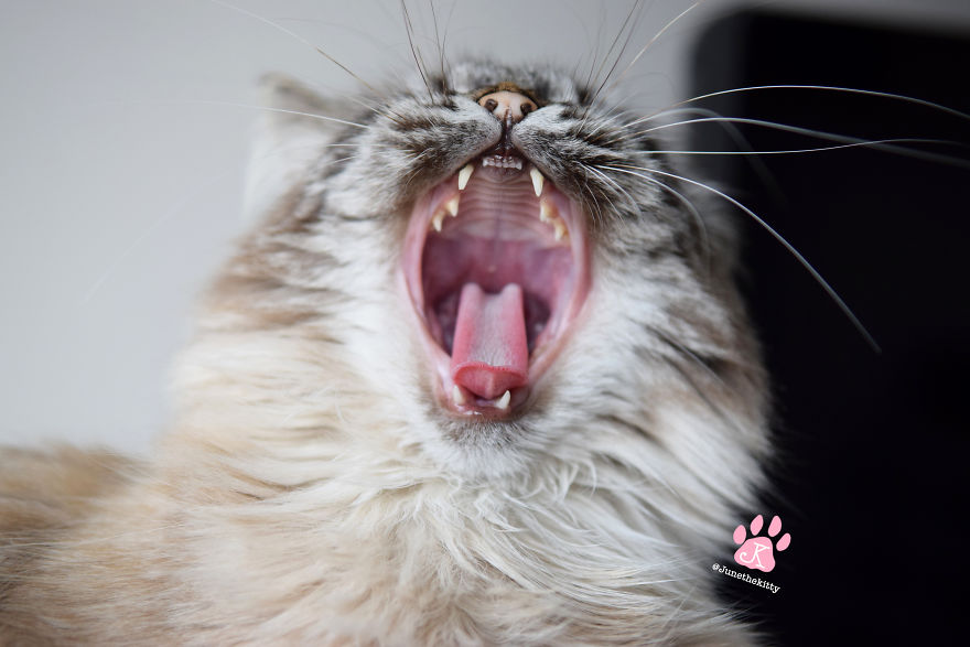 Meet June, My Cat Who Was Born To Be A Meowdel