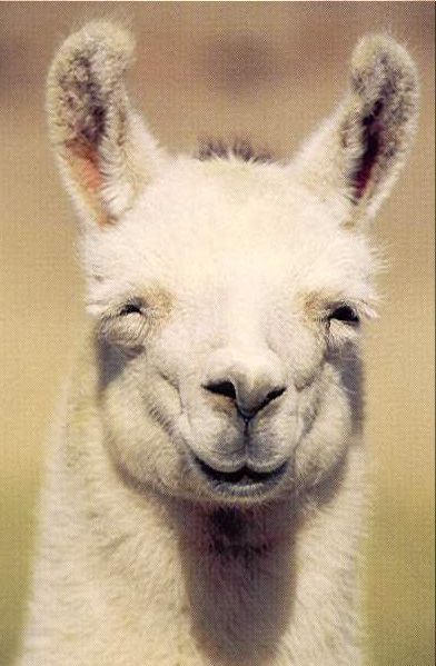 llamasmile-582fd7aa13f25.jpg