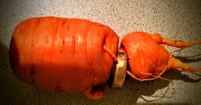 82-Year-Old Man Just Discovered His Lost Wedding Ring In Carrot From His Own Garden