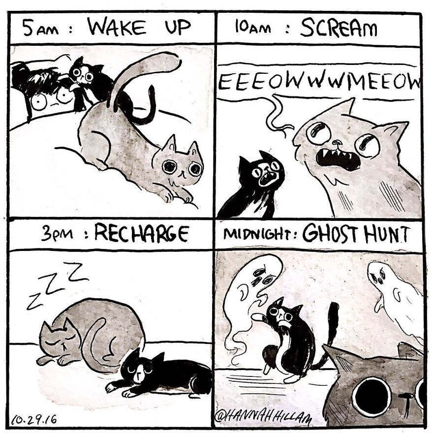 Modern-cat-lady-comics-hannah-hillam
