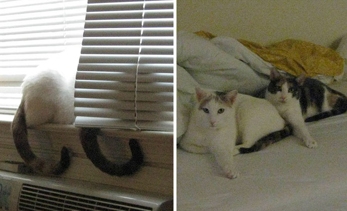 My Two Cats Won The Olympic Medal For Synchronized Napping