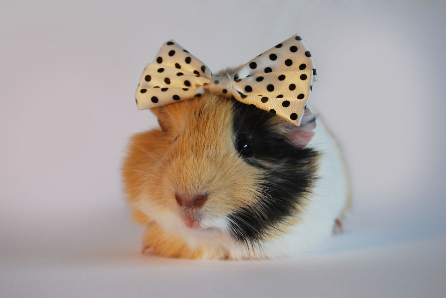 I Photographed My Pets In These Adorable Photoshoots