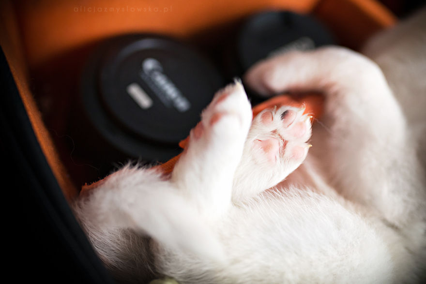 Puppies Decided To Sleep And Have Fun In My Camera Bag