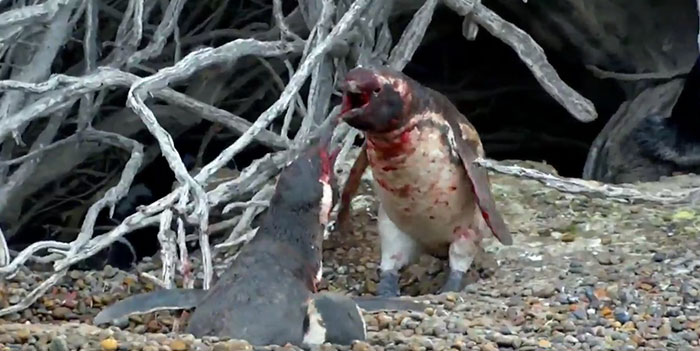 penguin-fights-homewrecker-cheating-wife-4