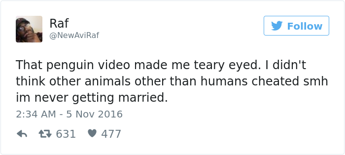 penguin-fights-homewrecker-cheating-wife-5