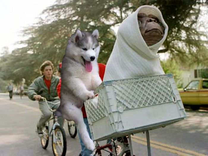 Husky, Phone Home.