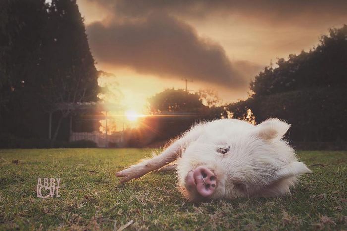 pig-puppy-olive-12 pig-puppy-olive-12