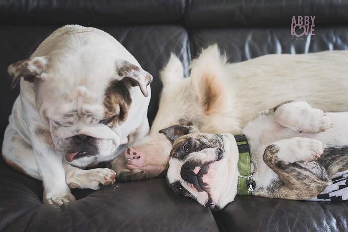 pig-puppy-olive-13 pig-puppy-olive-13