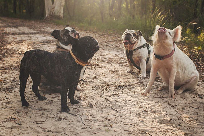 pig-puppy-olive-34 pig-puppy-olive-34