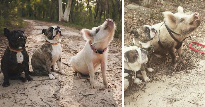 This Pig Is Convinced She Is A Puppy, Does Everything Like A Dog