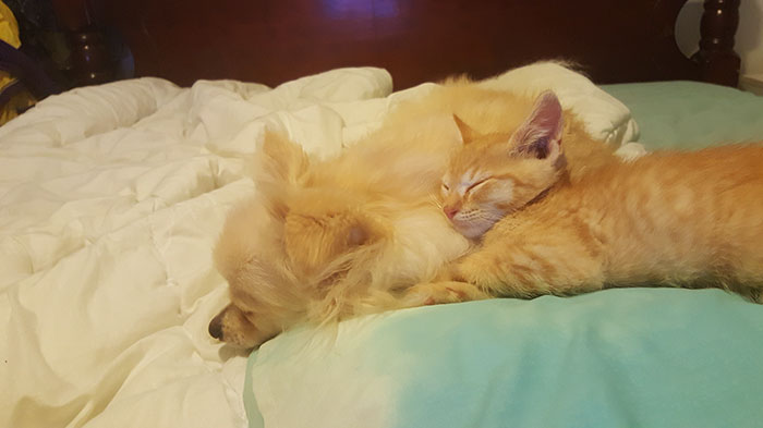 pomeranian-dog-adopts-ginger-kitten-1 pomeranian-dog-adopts-ginger-kitten-1