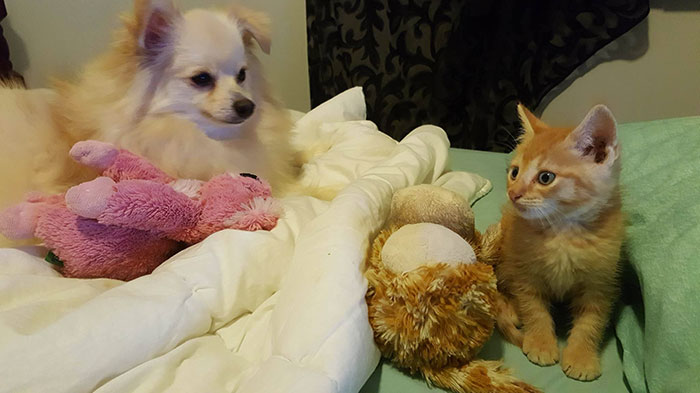 pomeranian-dog-adopts-ginger-kitten-10 pomeranian-dog-adopts-ginger-kitten-10