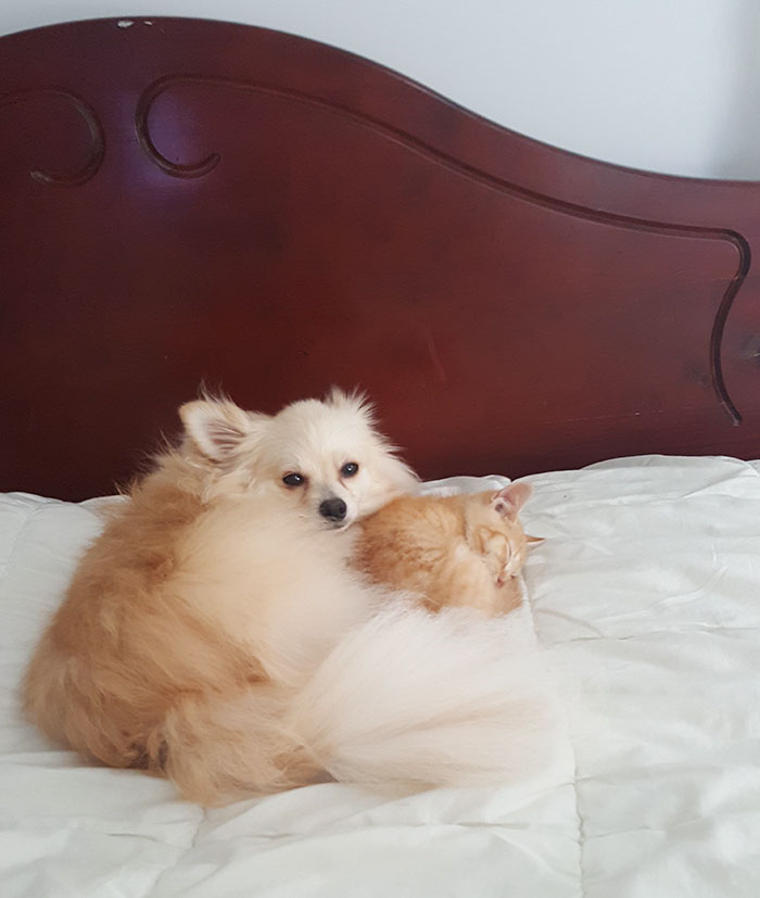 pomeranian-dog-adopts-ginger-kitten-12 pomeranian-dog-adopts-ginger-kitten-12