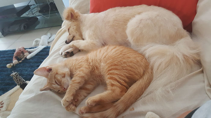 pomeranian-dog-adopts-ginger-kitten-14 pomeranian-dog-adopts-ginger-kitten-14