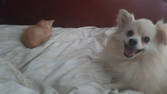 pomeranian-dog-adopts-ginger-kitten-3 pomeranian-dog-adopts-ginger-kitten-3