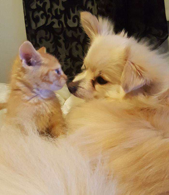 pomeranian-dog-adopts-ginger-kitten-4 pomeranian-dog-adopts-ginger-kitten-4