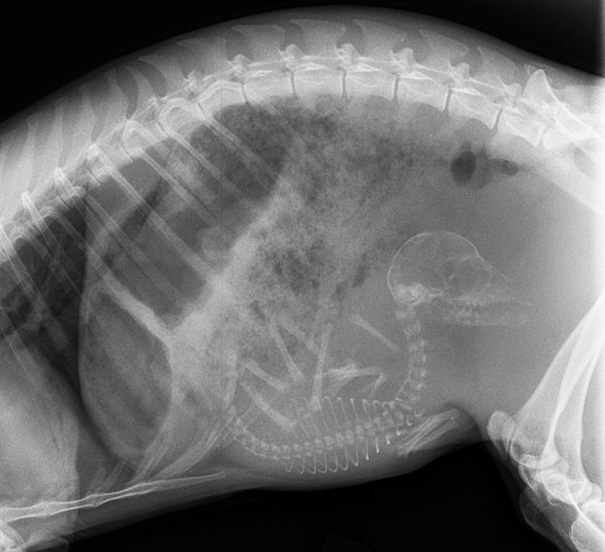 An X-Ray Of Pregnant Muntjac Deer