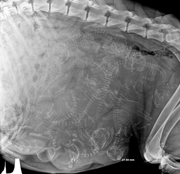 Pregnant Dog X-Ray