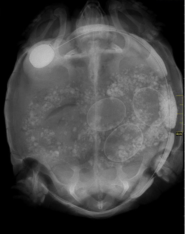 We Just Found Out That One Of Our Transmitted Tortoises Is Pregnant