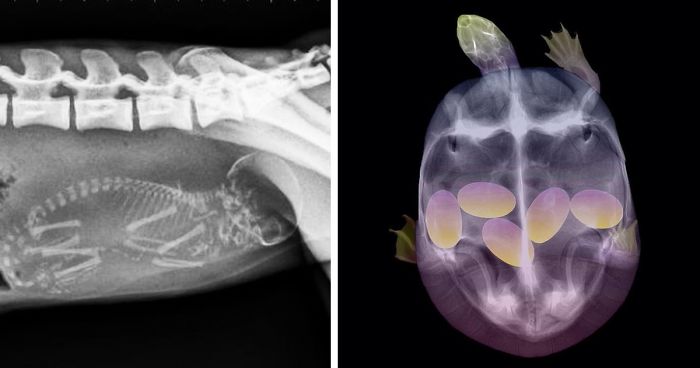 23 X-Rays Of Pregnant Animal Bellies That We Can’t Decide Are Cute Or Creepy