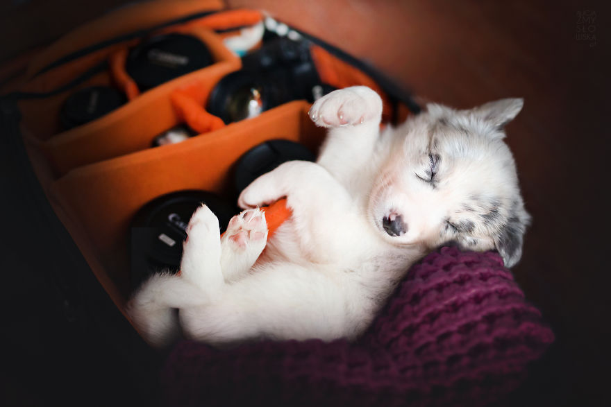 Puppies Decided To Sleep And Have Fun In My Camera Bag