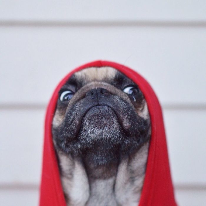 Pug Adventures